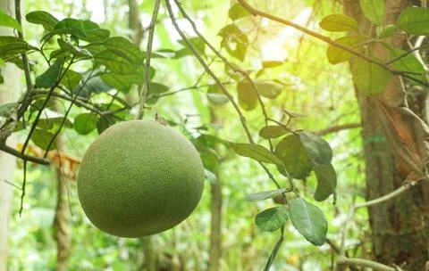 Pomelo fruit hang on the tree Stock Photos