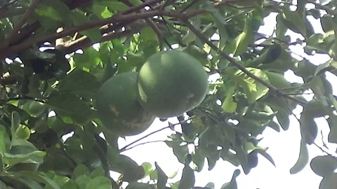 Pomelo fruit hanging on the pomelo tree on the yard. Stock Footage 122270939