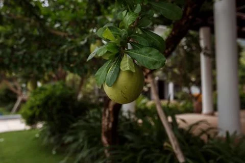 Pomelo fruit hanging on a tree Stock Photos