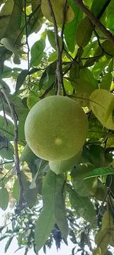 Pomelo Fruit Hanging on the Tree Stock Photos