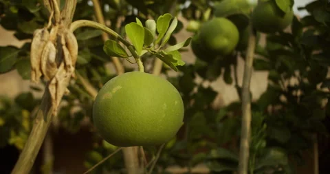 Pomelo fruit, Looking up at the sun through dense citrus trees with ripe fruit Stock Footage 274852669