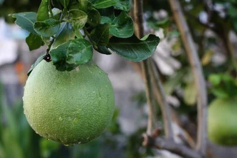 A pomelo fruit in the tree Stock Photos
