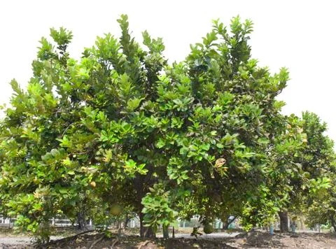 Pomelo fruit tree Stock Photos