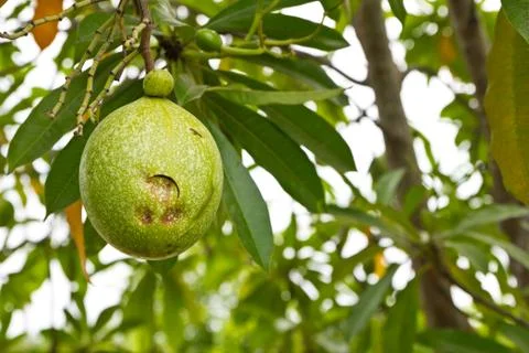 Pomelo fruit in the tree Stock Photos