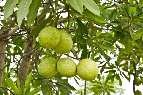 Pomelo fruit in the tree Stock Photos
