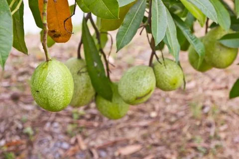 Pomelo fruit in the tree Stock Photos