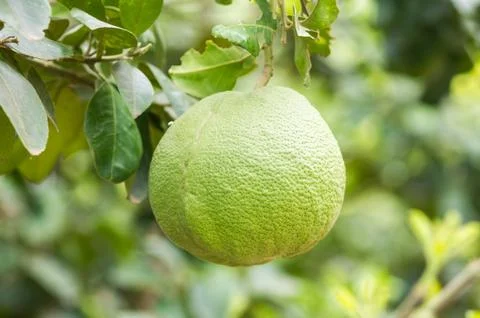 Pomelo fruit on tree Stock Photos