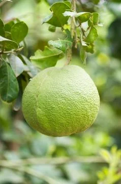 Pomelo fruit on tree Stock Photos