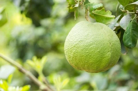 Pomelo fruit on tree Stock Photos
