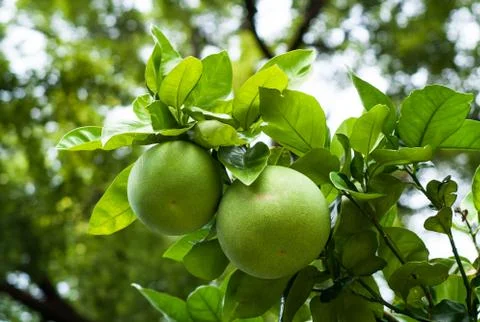Pomelo Fruit Tree Stock Photos