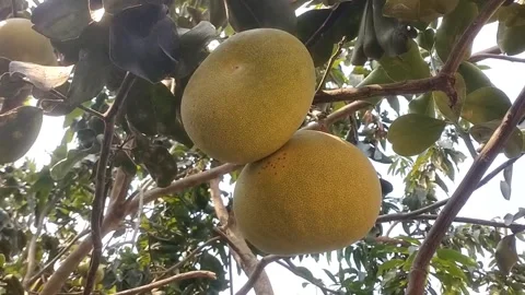 Pomelo Fruits Hanging on a Tree Video stock 341375286