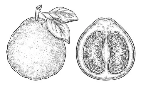 Pomelo grapefruit pear, mandarin citrus juicy fruit botanical outline sketch Stock Illustration
