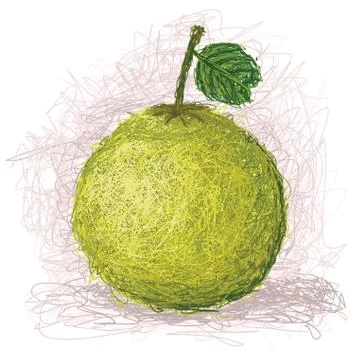 Pomelo Stock Illustration