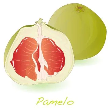Pomelo or Chinese grapefruit isolated Stock Illustration