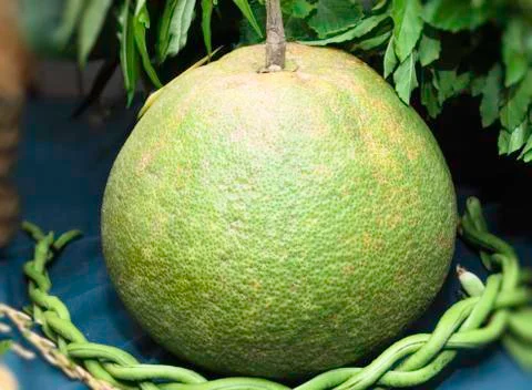 Pomelo Stock Photos