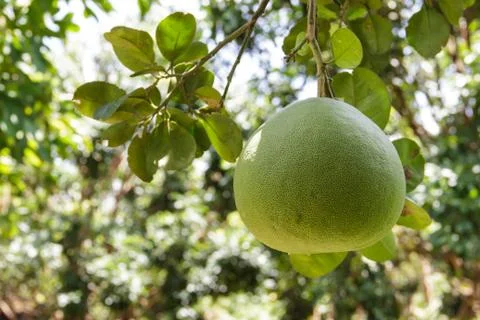 Pomelo 스톡 사진
