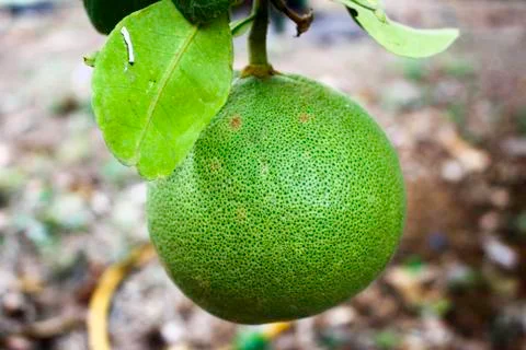 Pomelo Stock Photos