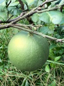 Pomelo Stock Photos
