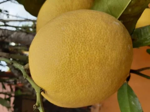 Pomelo 库存照片