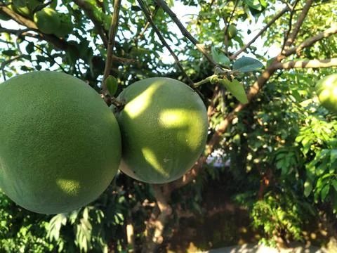 Pomelo Stock Photos