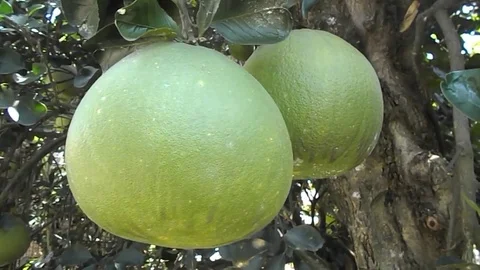 Pomelo on the tree Video stock 70975532