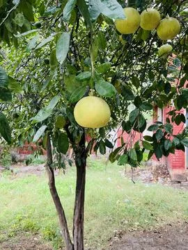 Pomelo Tree in the Garden Stock Photos