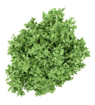 Pomelo tree isolated on white background. top view. 3d illustration Illustrazione stock