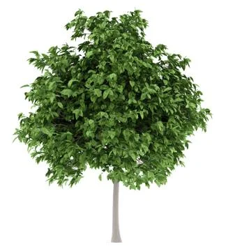Pomelo tree isolated on white background. 3d illustration Stock Illustration