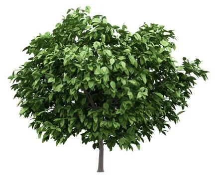 Pomelo tree isolated on white background. 3d illustration Stock Illustration