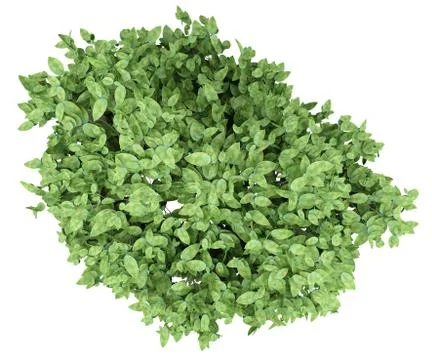 Pomelo tree isolated on white background. top view. 3d illustration Stock Illustration