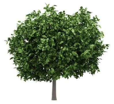 Pomelo tree isolated on white background. 3d illustration Stock Illustration