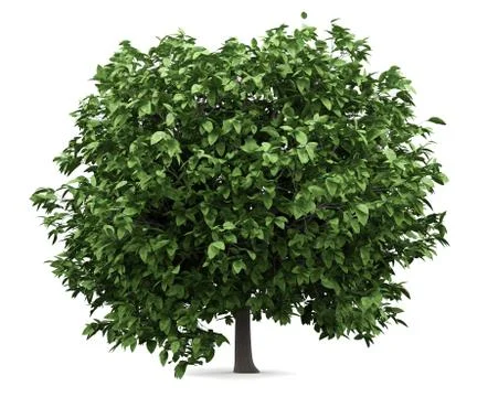 Pomelo tree isolated on white background. 3d illustration Illustrazione stock