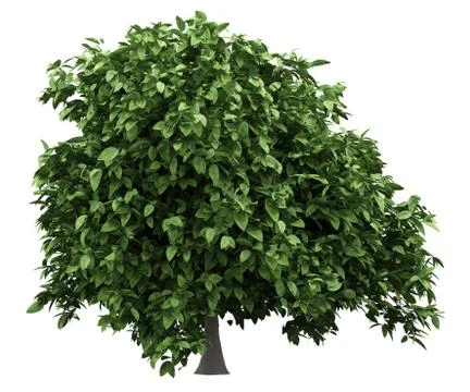 Pomelo tree isolated on white background. 3d illustration Stock Illustration