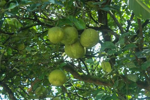 Pomelo on the tree Stock Photos