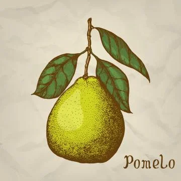 Pomelo. Vector hand drawn illustration. Pomelo icon, isolated Stock Illustration