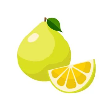 Pomelo vector illustration isolated on white background. Juicy tropical exotic 스톡 일러스트