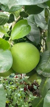 Pomelo/Citrus Maxima Stock Photos