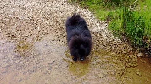 Pomeranian barking and drinking from a shallow river. Drone Footage Stockbeeldmateriaal 240179705