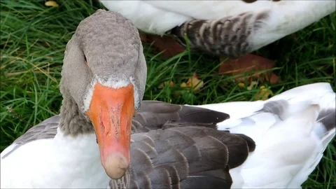 Pomeranian Close-up of a goose Stock Footage 92473792