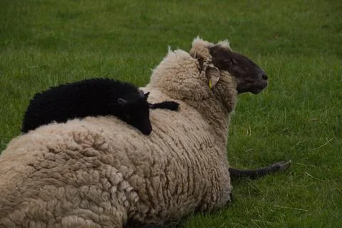 Pomeranian coarsewool lying down in a green meadow with a small black baby sheep 写真素材