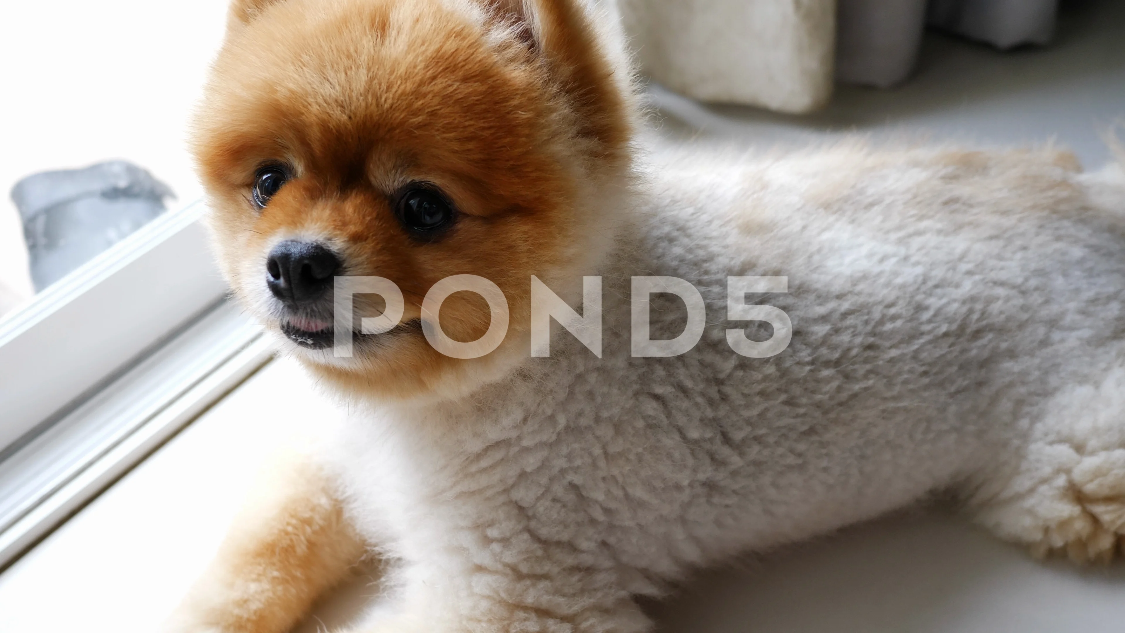 pomeranian dog cute pet grooming short h... | Stock Video | Pond5