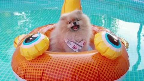 Pomeranian dog floating in a floating inflatable device in the swimming pool Stock Footage 157013398