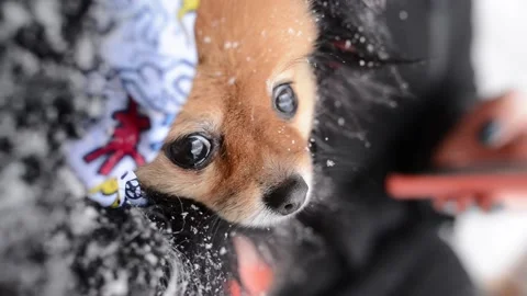 Pomeranian dog gets cold. Vídeos de archivo 133577341
