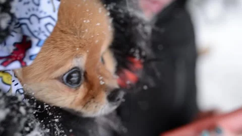 Pomeranian dog gets cold. Stock Footage 133577346