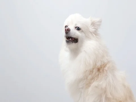 Pomeranian dog getting angry Video stock 82136756
