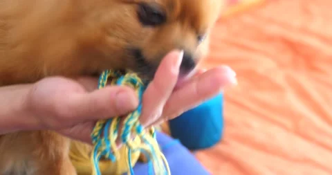 Pomeranian Dog Licking The Hand Of A Stock Video Pond5