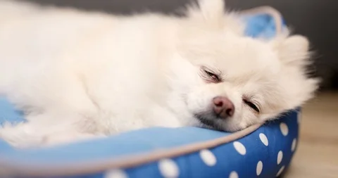 Pomeranian dog sleep on bed at home Stock Video Pond5