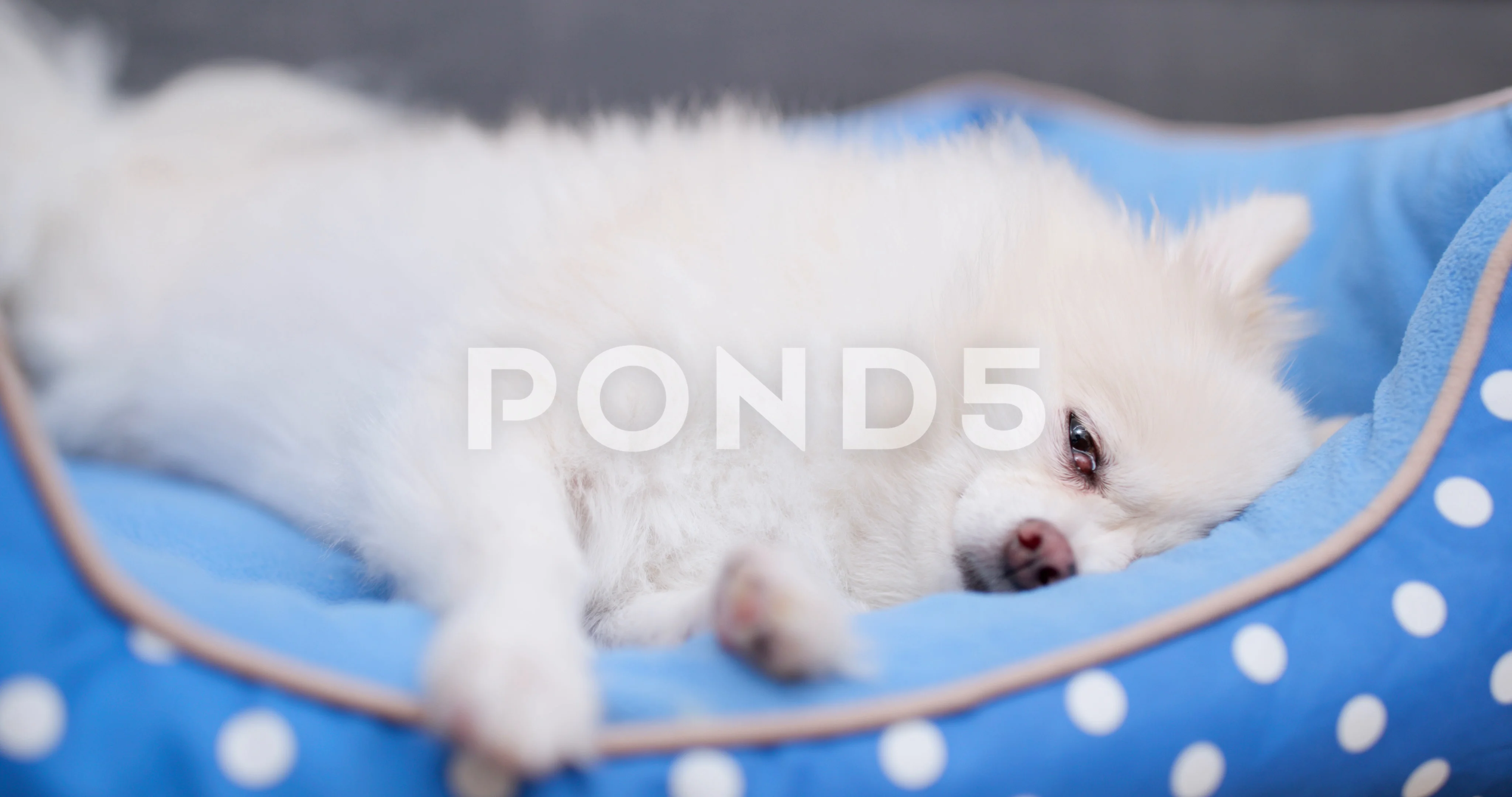 Pomeranian Dog Sleeping On Bed Stock Video Pond5
