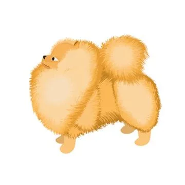 Pomeranian dog vector 스톡 일러스트