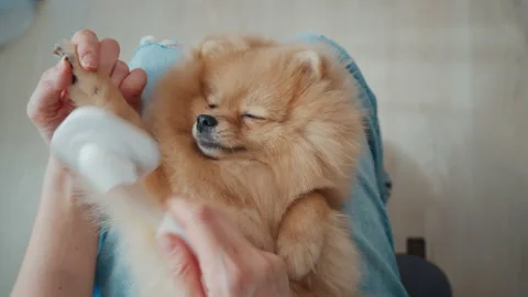 Pomeranian falling asleep while grooming Stock-Footage 185418858